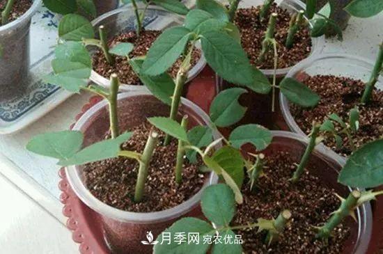 月季枝扦插如何快速生根，幾個小妙招試試(圖1)