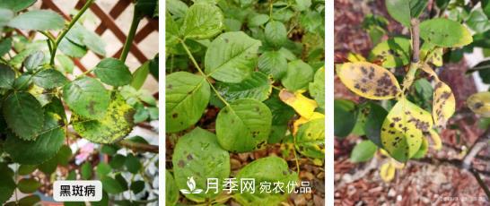 月季病害及雜草如何防除？(圖1)