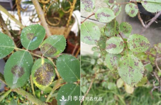 月季病害及雜草如何防除？(圖5)