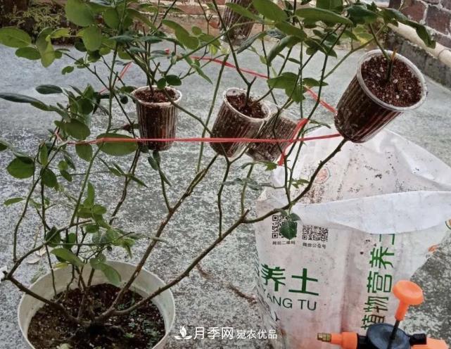 高壓月季出現黑桿？你可能“踩了”2個坑，其實高壓有方法(圖2)