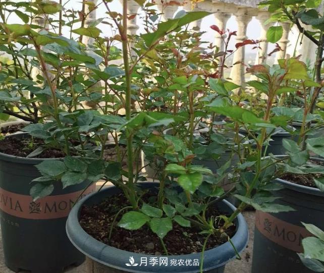 高壓月季出現黑桿？你可能“踩了”2個坑，其實高壓有方法(圖3)