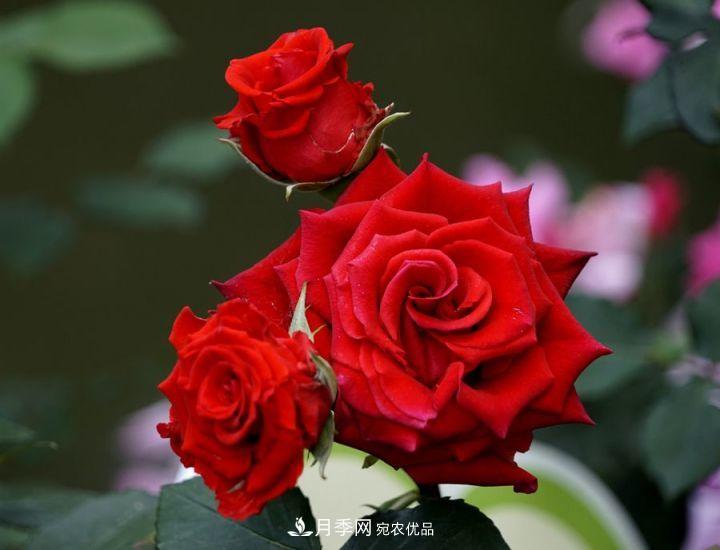一年開兩次花，月季花需要這樣養(yǎng)護管理(圖3)