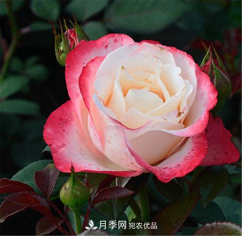 月季發(fā)燒友必知的國(guó)際10大名貴月季花，誰(shuí)能養(yǎng)過(guò)超過(guò)5種(圖1)