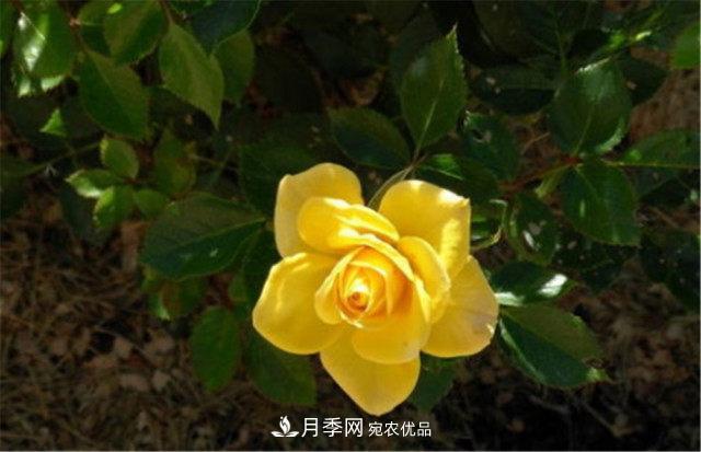 月季發(fā)燒友必知的國(guó)際10大名貴月季花，誰(shuí)能養(yǎng)過(guò)超過(guò)5種(圖3)