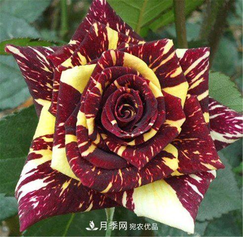月季發(fā)燒友必知的國(guó)際10大名貴月季花，誰(shuí)能養(yǎng)過(guò)超過(guò)5種(圖2)
