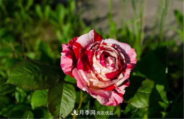 月季發(fā)燒友必知的國(guó)際10大名貴月季花，誰(shuí)能養(yǎng)過(guò)超過(guò)5種(圖5)