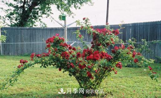 月季發(fā)燒友必知的國(guó)際10大名貴月季花，誰(shuí)能養(yǎng)過(guò)超過(guò)5種(圖6)
