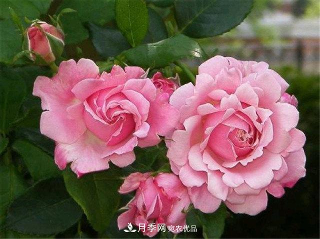 月季發(fā)燒友必知的國(guó)際10大名貴月季花，誰(shuí)能養(yǎng)過(guò)超過(guò)5種(圖8)