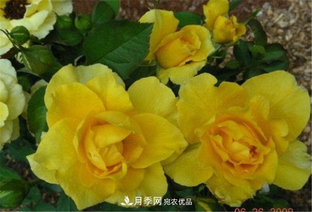 月季發(fā)燒友必知的國(guó)際10大名貴月季花，誰(shuí)能養(yǎng)過(guò)超過(guò)5種(圖7)