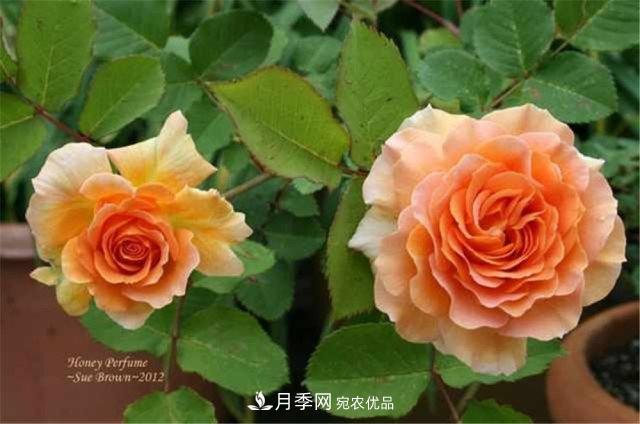 月季發(fā)燒友必知的國(guó)際10大名貴月季花，誰(shuí)能養(yǎng)過(guò)超過(guò)5種(圖9)