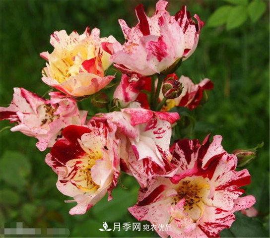 月季發(fā)燒友必知的國(guó)際10大名貴月季花，誰(shuí)能養(yǎng)過(guò)超過(guò)5種(圖10)