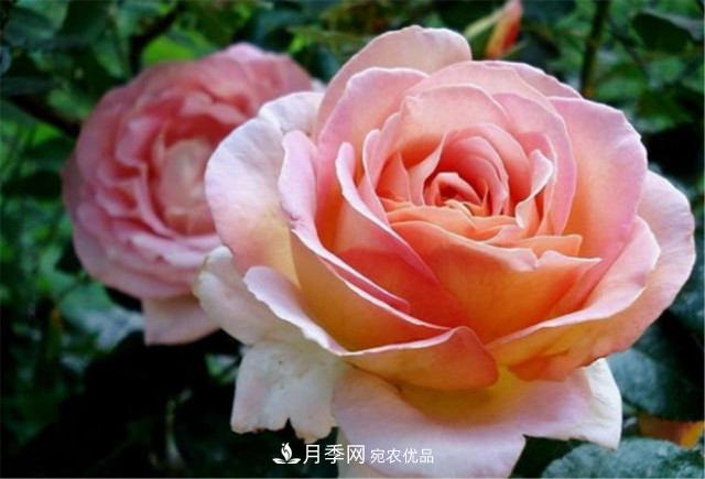 月季發(fā)燒友必知的國(guó)際10大名貴月季花，誰(shuí)能養(yǎng)過(guò)超過(guò)5種(圖11)