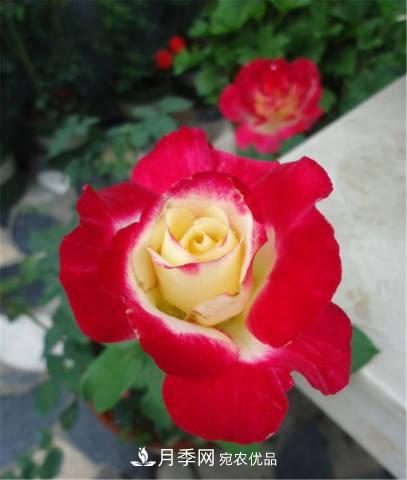 月季發(fā)燒友必知的國(guó)際10大名貴月季花，誰(shuí)能養(yǎng)過(guò)超過(guò)5種(圖12)