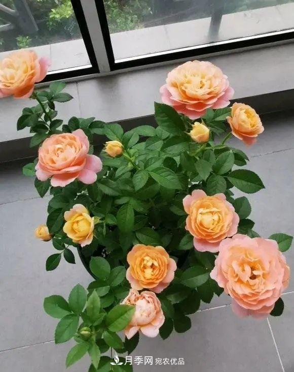 月季花中的“王者”，花友都喜歡養(yǎng)，如今沒落了，顏值依舊很高(圖1)