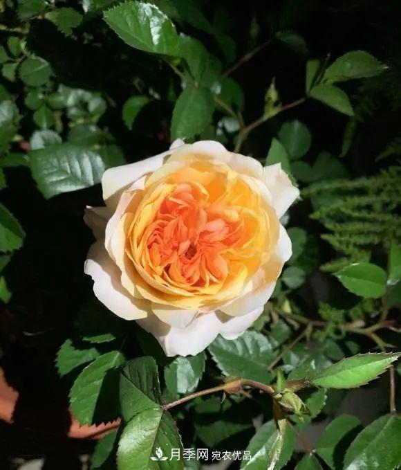 月季花中的“王者”，花友都喜歡養(yǎng)，如今沒落了，顏值依舊很高(圖2)