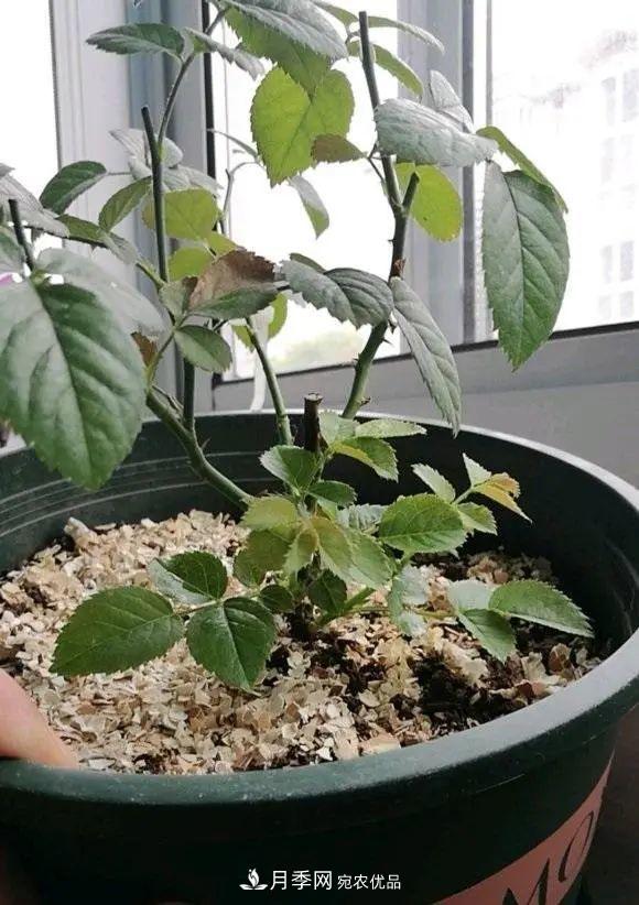 月季花中的“王者”，花友都喜歡養(yǎng)，如今沒落了，顏值依舊很高(圖3)