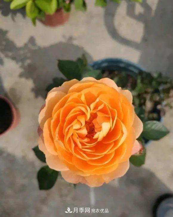月季花中的“王者”，花友都喜歡養(yǎng)，如今沒落了，顏值依舊很高(圖4)