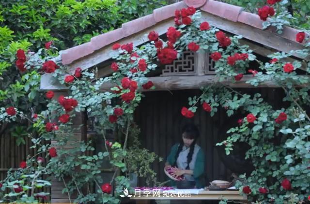 李子柒的紅色月季花墻，這個品種，好養(yǎng)易打理(圖1)