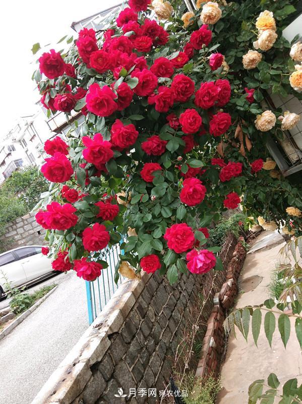 李子柒的紅色月季花墻，這個品種，好養(yǎng)易打理(圖5)