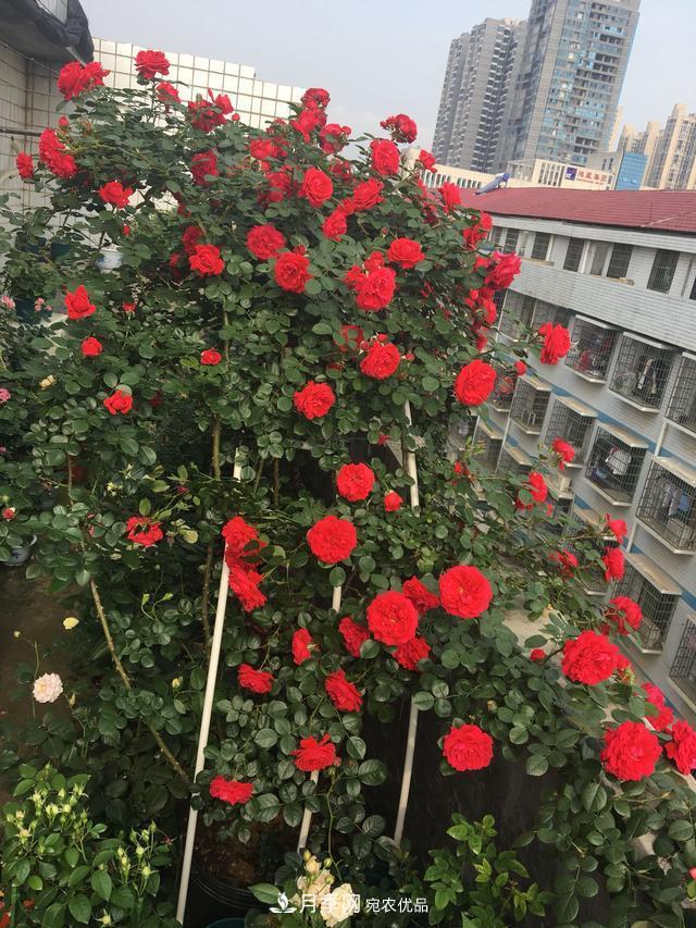 李子柒的紅色月季花墻，這個品種，好養(yǎng)易打理(圖6)