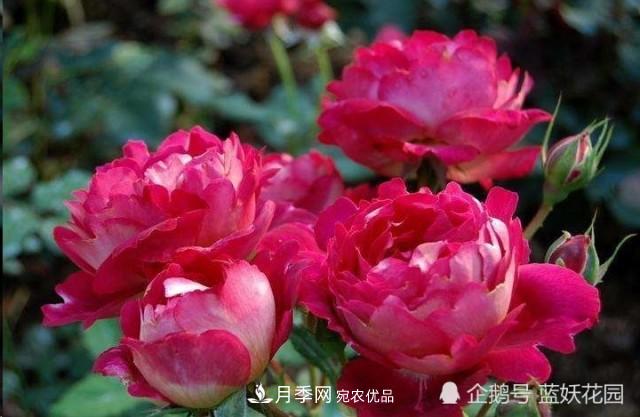 月季冬剪別著急，剪早了比不剪還要糟糕！(圖1)