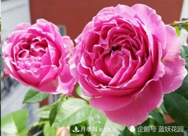 月季冬剪別著急，剪早了比不剪還要糟糕！(圖2)