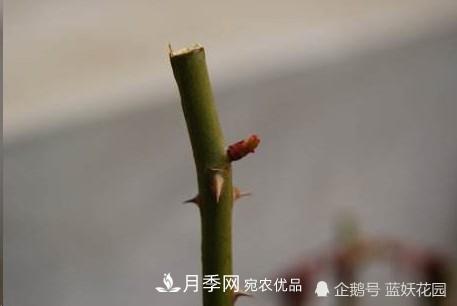 月季冬剪別著急，剪早了比不剪還要糟糕！(圖3)