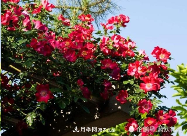 月季冬剪別著急，剪早了比不剪還要糟糕！(圖6)