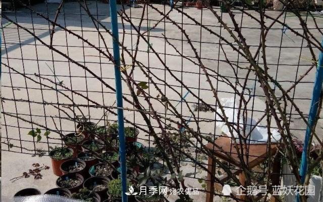 月季冬剪別著急，剪早了比不剪還要糟糕！(圖7)