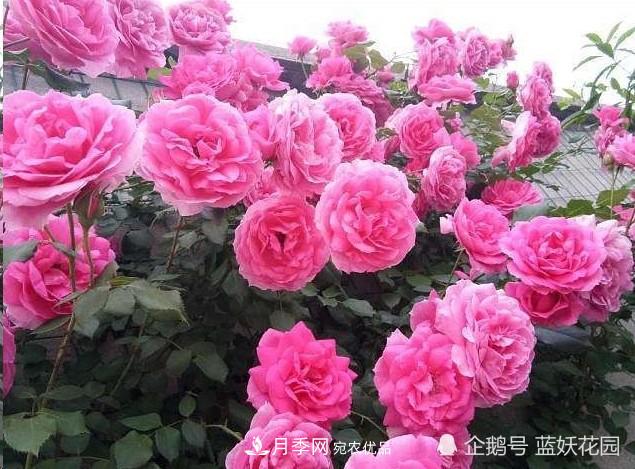 月季冬剪別著急，剪早了比不剪還要糟糕！(圖8)