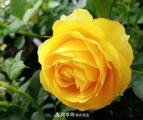 推薦8種月季美艷動人，色澤能比玫瑰(圖4)