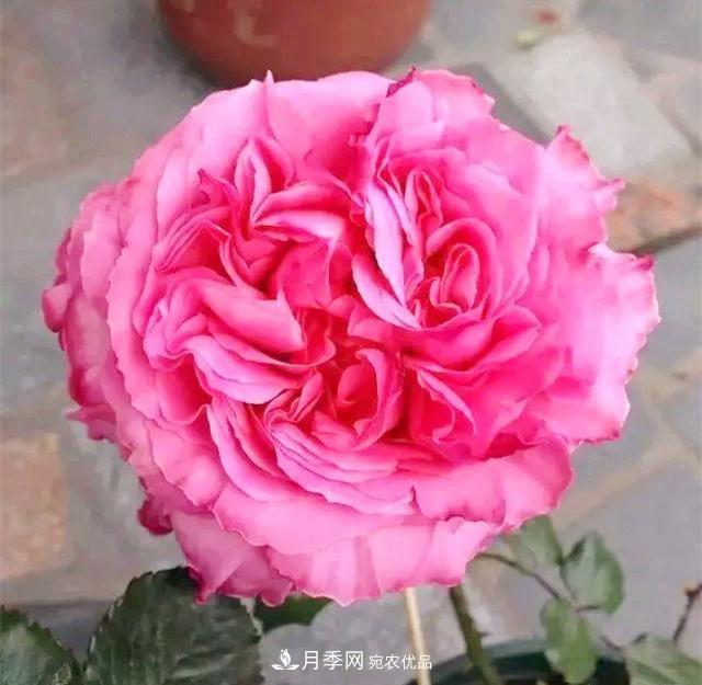 推薦8種月季美艷動人，色澤能比玫瑰(圖3)