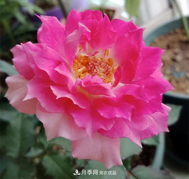 推薦8種月季美艷動人，色澤能比玫瑰(圖5)