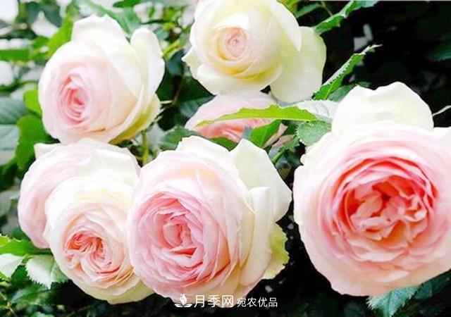 推薦8種月季美艷動人，色澤能比玫瑰(圖9)