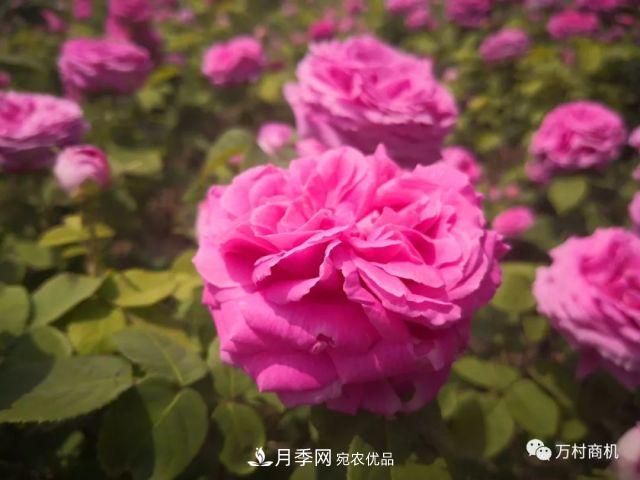 月季花好養(yǎng)活，但要花大花艷您得懂這些知識(shí)(圖1)
