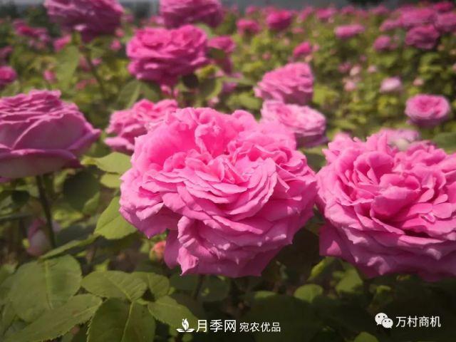 月季花好養(yǎng)活，但要花大花艷您得懂這些知識(shí)(圖3)
