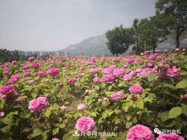 月季花好養(yǎng)活，但要花大花艷您得懂這些知識(shí)(圖2)