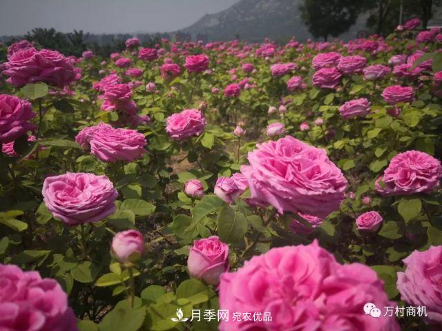 月季花好養(yǎng)活，但要花大花艷您得懂這些知識(shí)(圖4)
