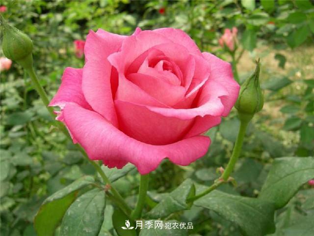 月季花除了觀賞，還有這些價(jià)值，但是知道的人很少(圖1)