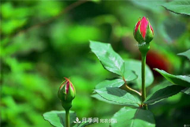 月季花除了觀賞，還有這些價(jià)值，但是知道的人很少(圖2)