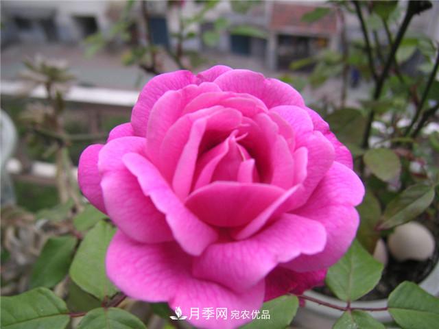 月季花除了觀賞，還有這些價(jià)值，但是知道的人很少(圖3)