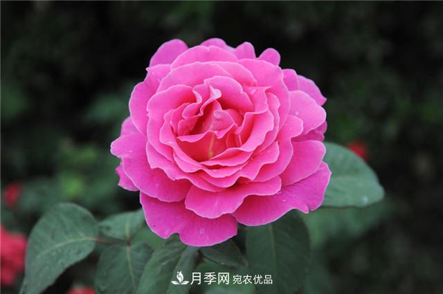 月季花除了觀賞，還有這些價(jià)值，但是知道的人很少(圖5)