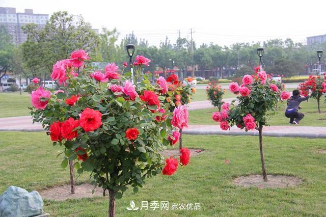 月季樹一年花開200多天，適應(yīng)能力強(qiáng)，適合園林工程和庭院栽種(圖1)