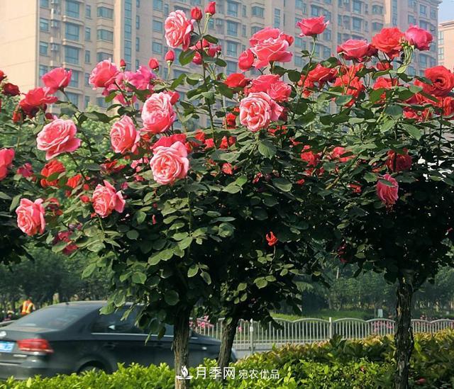 月季養(yǎng)成樹，這種盆景月季樹一年300天開花，很適合懶人養(yǎng)(圖1)