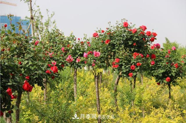 陜西咸陽(yáng)兩寺渡公園百畝“月季樹(shù)”絢爛綻放惹人愛(ài)！(圖3)