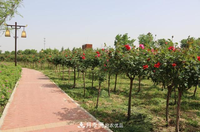 陜西咸陽(yáng)兩寺渡公園百畝“月季樹(shù)”絢爛綻放惹人愛(ài)！(圖1)
