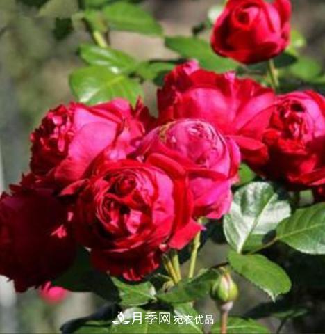 常見藤本月季優(yōu)缺點(diǎn)大比拼，月季花友看過來(圖2)