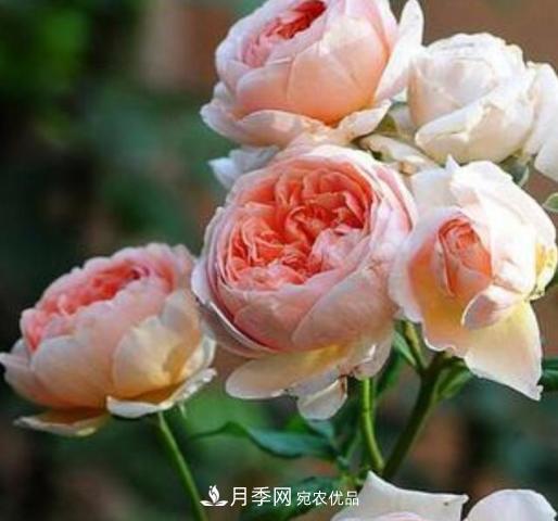 常見藤本月季優(yōu)缺點(diǎn)大比拼，月季花友看過來(圖4)