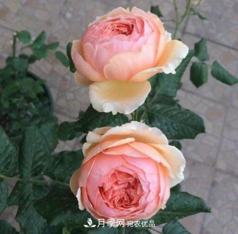 常見藤本月季優(yōu)缺點(diǎn)大比拼，月季花友看過來(圖5)