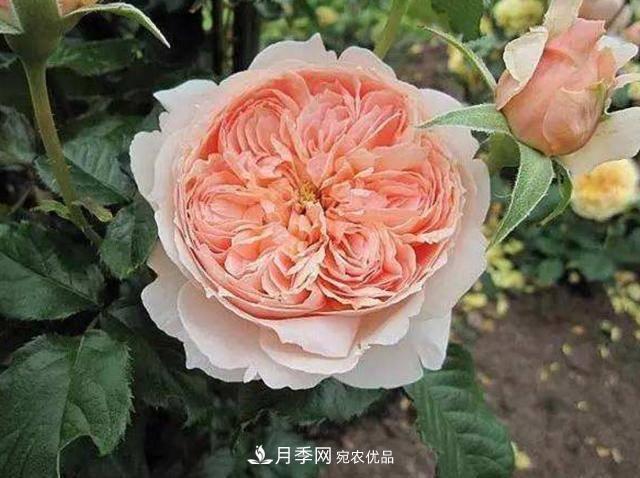 常見藤本月季優(yōu)缺點(diǎn)大比拼，月季花友看過來(圖6)